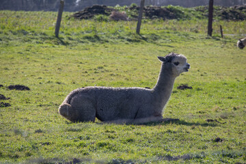Fototapeta premium Alpaca resting in a green grassy field on a sunny day