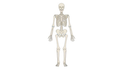 Obraz premium Anatomical illustration of a human skeleton standing alone in a neutral pose against a plain white background