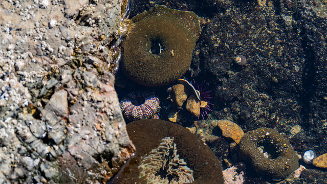 View of a rocky California tidepool reveals a rich marine ecosystem