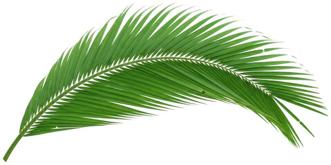 Obraz premium Palm leaf png green tropical palm leaf png plant leaf png transparent background image