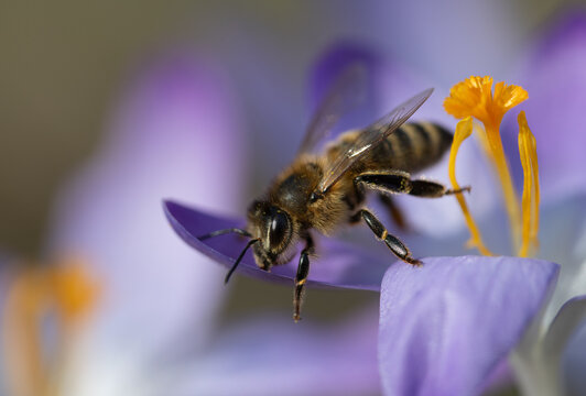 A honeybee flies away from a purple flower.