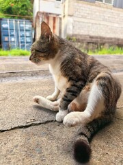 Fototapeta premium Side view of a domestic tabby cat sitting on the pavement in an outdoor setting