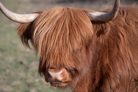 Portrait of a Scottish Highland cow with horns