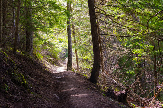 Canfiel Mountain trail in Panhandle National Forest