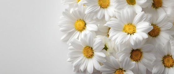 Fototapeta premium Cluster of White Daisies with Bright Yellow Centers on White Background with Copy Space Representing Sympathy, Wedding or Mother's Day Florals, Bunch of White Daisies with Yellow Centers, Arrangement 