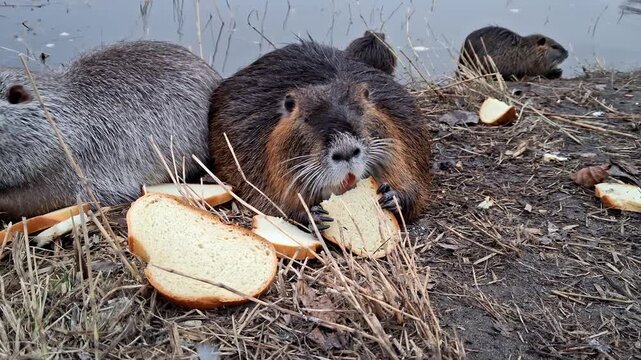 The process of eating bread by wild nutria on the river bank.
