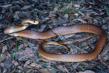 Obraz premium Australian Coastal Taipan