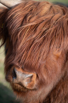 Front view portrait of a Highland cow. The long hair covers its eyes.