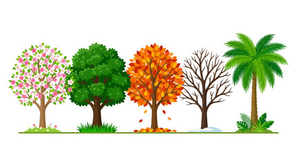 Fototapeta premium Vector illustration of seasonal trees in various environments viewed from the side