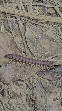 Macro shot of a Polydesmida (flat-backed millipede) crawling through fallen leaves and leaf litter on a forest trail. High angle, close-up of the arthropod's movement