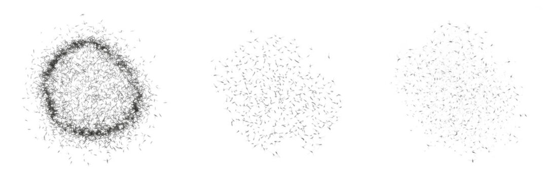 Swarm of midges Chironomidae isolated on white background, tiny flying insects, nuisance insects, non-biting midges, insect swarm macro, midge cluster, aquatic midge swarm photography