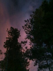 Obraz premium sunset in the forest