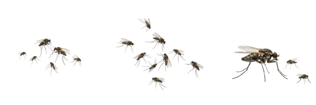 Swarm of sandflies Phlebotominae isolated on white background, tiny biting insects, pest flies, disease vector insects, Leishmania vector, sandfly swarm macro, insect cluster photography