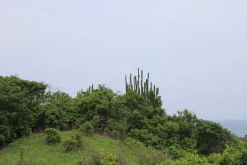 Obraz premium Cactus landscape on green hill in Oaxaca México, columnar cacti atop vegetation-covered mound under cloudy sky. 