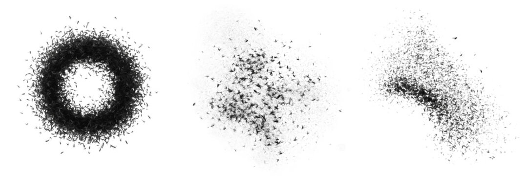 Swarm of black flies Simuliidae isolated on white background, clustered flying insects, biting pest flies, nuisance flies, river flies, black fly swarm macro, insect cluster photography