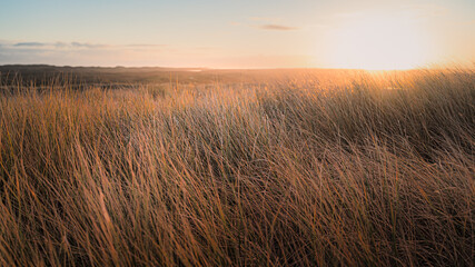 Obraz premium Dunes grassland bathed in golden sunset light.