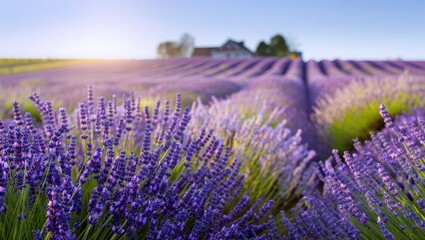 Obraz premium Lavender Field in Bloom at Sunset