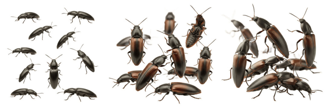 Swarm of click beetles Elateridae isolated on white background, elongated beetles, snapping beetles, insect swarm macro, click beetle cluster, Coleoptera, flying click beetles, beetle swarm photograph