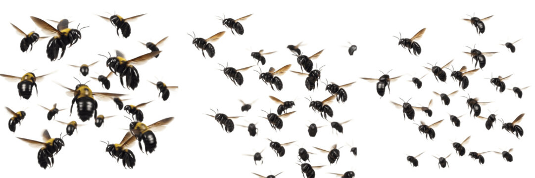 Swarm of carpenter bees Xylocopa isolated on white background, large black bees, pollinator insects, flying bee swarm, carpenter bee cluster macro, insect swarm photography, solitary bees, winged poll