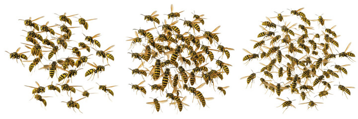 Swarm of yellowjackets Vespula isolated on white background, striped wasps, predatory insects, flying wasp swarm, insect cluster macro, pollinator and pest insects, aggressive yellowjackets © NigCocu