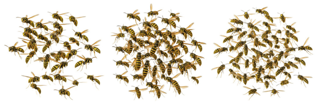 Swarm of yellowjackets Vespula isolated on white background, striped wasps, predatory insects, flying wasp swarm, insect cluster macro, pollinator and pest insects, aggressive yellowjackets