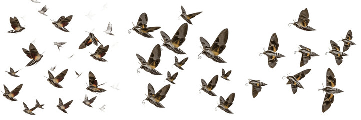 Swarm of hawk moths Sphingidae isolated on white background, large fast flying moths, pollinator moths, sphinx moth cluster macro, nocturnal insect swarm, flying hawk moths photography © NigCocu