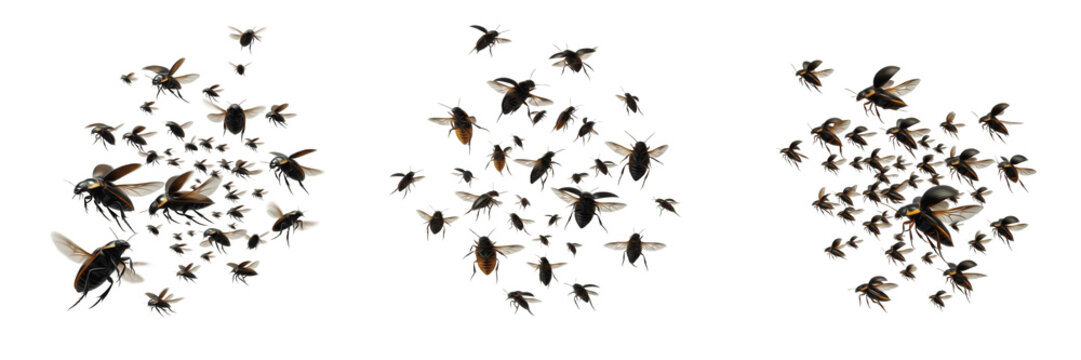 Swarm of diving beetles Dytiscidae isolated on white background, aquatic beetles flying, water beetles swarm, insect cluster macro, predatory aquatic beetles, flying water beetle photography, Coleopte
