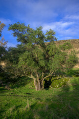 Fototapeta premium Olive tree under blue cloudy sky