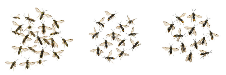 Swarm of sawflies Tenthredinidae isolated on white background, wasp-like insects, herbivorous insect swarm, flying sawflies, insect cluster macro, pollinator and plant-feeding insects photography © NigCocu