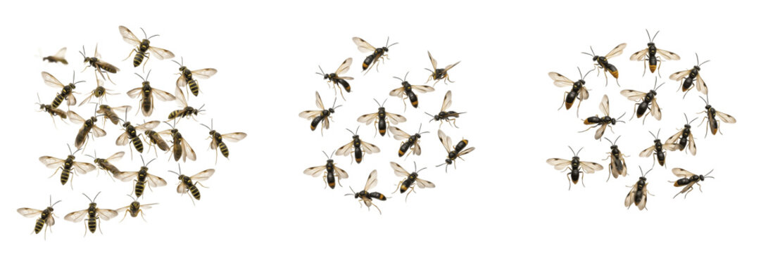 Swarm of sawflies Tenthredinidae isolated on white background, wasp-like insects, herbivorous insect swarm, flying sawflies, insect cluster macro, pollinator and plant-feeding insects photography