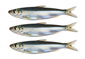 Obraz premium Three small silver fish swimming in a row