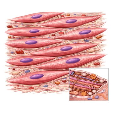 Microscopic Illustration of Smooth Muscle Tissue Cells with Detailed Internal Anatomy Inset