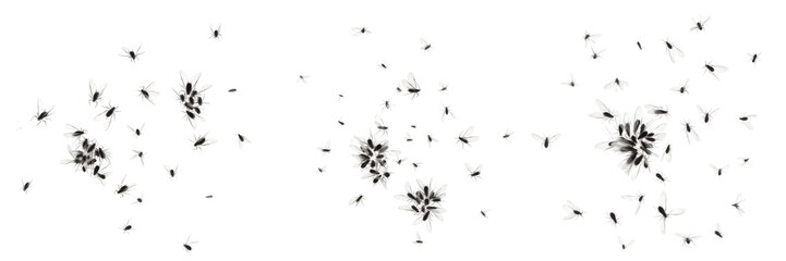 Swarm of winged aphids Aphidoidea isolated on white background, clustered flying aphids, plant-sap sucking insect swarm, aphid colony macro, insect swarm photography, Hemiptera pest insects © NigCocu
