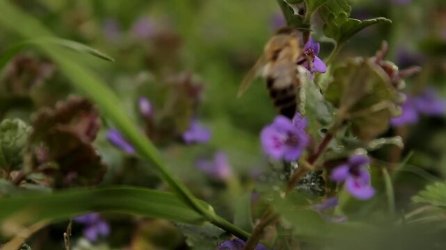 bee on lavender