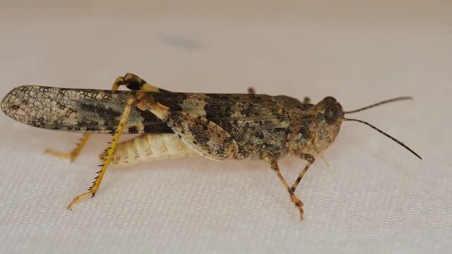 close up of a grasshopper