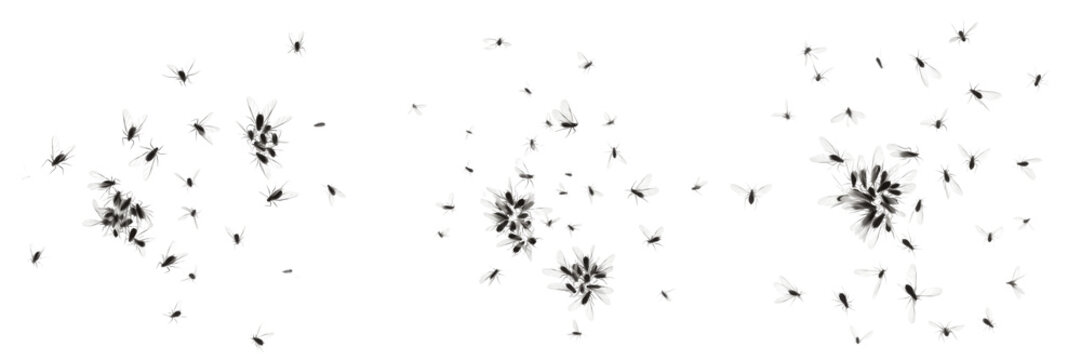 Swarm of winged aphids Aphidoidea isolated on white background, clustered flying aphids, plant-sap sucking insect swarm, aphid colony macro, insect swarm photography, Hemiptera pest insects