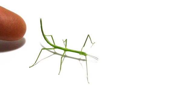 praying mantis isolated on white background
