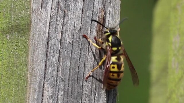 colorado potato beetle