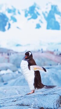 Gentoo penguin preening feathers antarctica