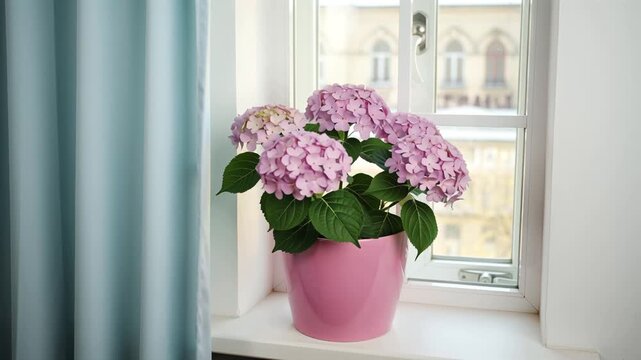 A beautiful pot of hydrangea flowers on a windowsill