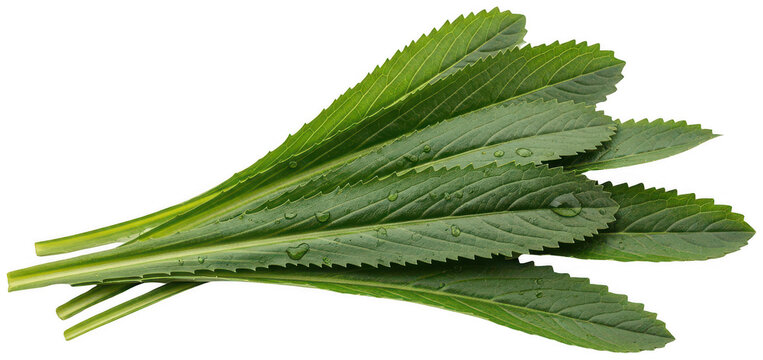 Culantro herb png long leaf herb png seasoning herb png transparent background image
