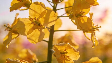 Fototapeta premium 노란 야생화가 따뜻한 햇빛 속에서 부드럽게 피어 있는