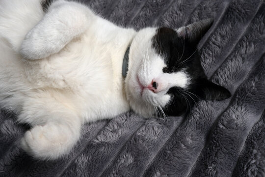 Close-up of a black and white cat peacefully sleeping on a soft grey blanket with paws curled up.