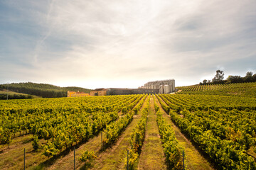 Fototapeta premium Modern winery complex surrounded by lush green vineyards and scenic countryside under sky during sunny day