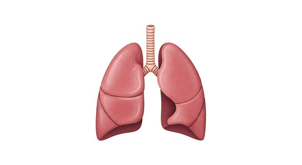 Fototapeta premium Human Lungs Anatomy Illustration