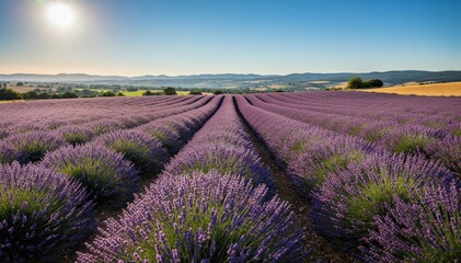 Obraz premium Lavender Field's Serene Embrace: Endless rows of lavender plants stretching towards the horizon, kissed by the sun.