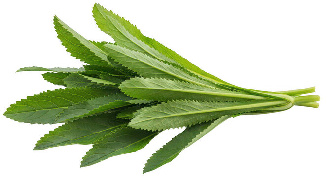 Culantro leaves png herb leaf culantro png cooking herb leaf png transparent background image