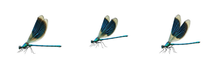 Beautiful Demoiselle Calopteryx virgo isolated on white background, metallic blue damselfly insect, Calopterygidae, iridescent Odonata macro set, river specimen. © Petesh