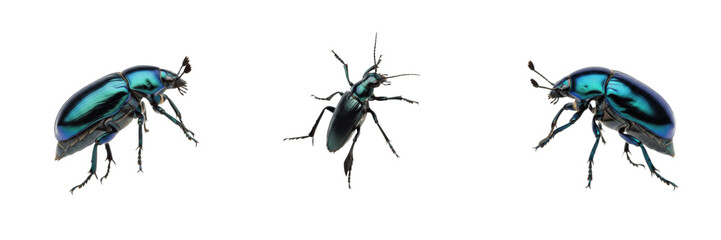 Tansy Beetle Chrysolina graminis isolated on white background, metallic blue leaf beetle insect, Chrysomelidae, iridescent coleoptera, macro set, garden specimen.