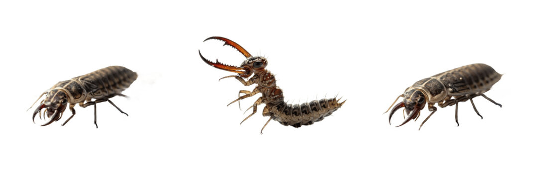 Antlion Larva Myrmeleontidae Isolated on White Background. Doodlebug Predator Macro Set. Sand Pit Hunter Wingless Insect Micro Wildlife. Biological Specimen Bug.